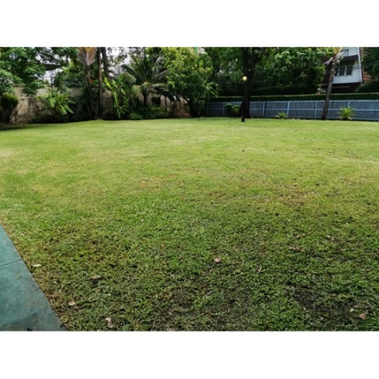 ตัดหญ้า ตัดต้นไม้ เคลียร์พื้นที่ อุบลราชธานี - รับจ้างตัดหญ้าอุบลราชธานี